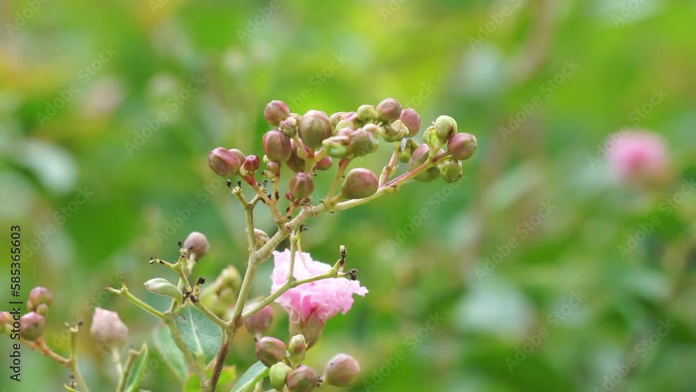 Lagerstroemia indica (Also known crape myrtle, crepe myrtle, queen crape myrtle, bungur, jarul, banaba). This plant are often planted both privately and commercially as ornamentals. Lagerstroemia indica (Also known crape myrtle, crepe myrtle, queen crape myrtle, bungur, jarul, banaba). This plant are often planted both privately and commercially as ornamentals.