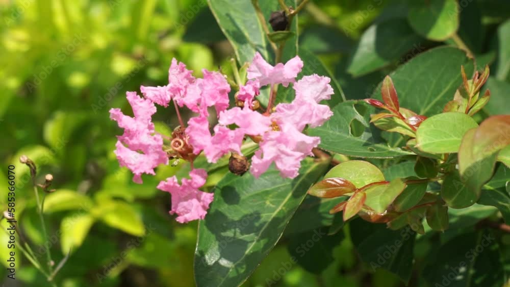Lagerstroemia indica (Also known crape myrtle, crepe myrtle, queen crape myrtle, bungur, jarul, banaba). This plant are often planted both privately and commercially as ornamentals. Lagerstroemia indica (Also known crape myrtle, crepe myrtle, queen crape myrtle, bungur, jarul, banaba). This plant are often planted both privately and commercially as ornamentals.