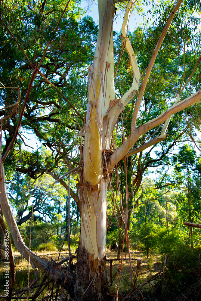 Bark of a Eucalyptus Tree