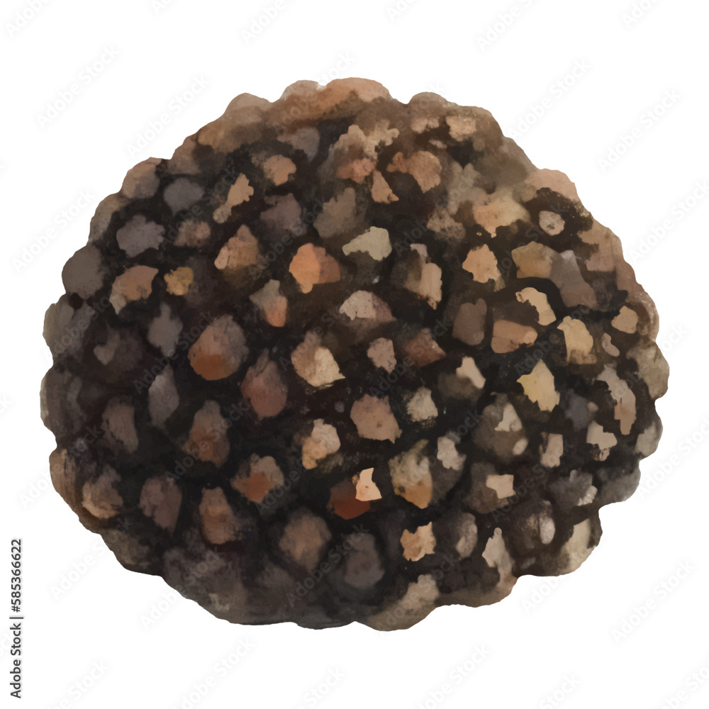 Truffle Isolated Hand Drawn Painting Illustration Truffle Isolated Hand Drawn Painting Illustration