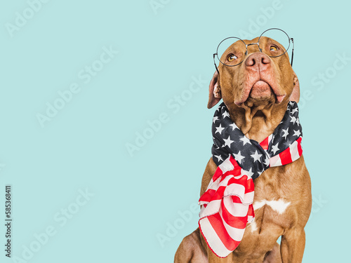 Cute puppy, glasses and an American Flag. Business style. Closeup, indoors. Day light, studio photo. Isolated background. Concept of care, education, training and raising pets