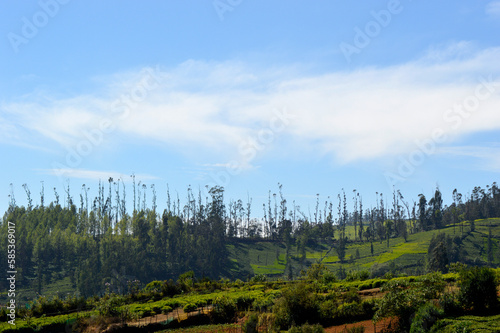 forest and sky