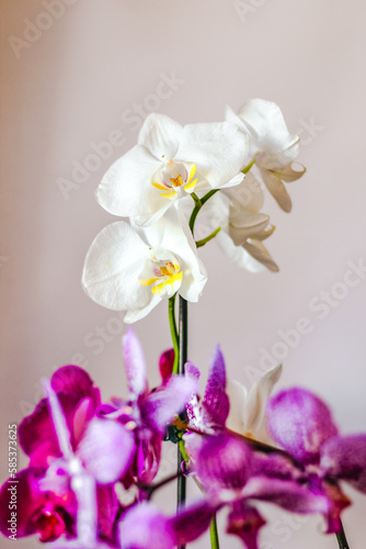 Branch of blooming purple orchid close-up  phalaenopsis.