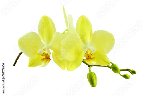 Orchid sprig with yellow flowers and buds isolated on transparent background.