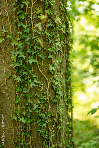Close-up of green ivy vines climbing up the trunk of a beech tree in a forest