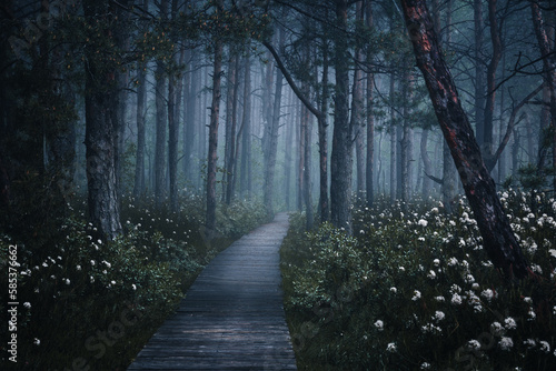 Fototapeta Naklejka Na Ścianę i Meble -  foggy spring forest on the nature trail in Poleski National Park, person on the path