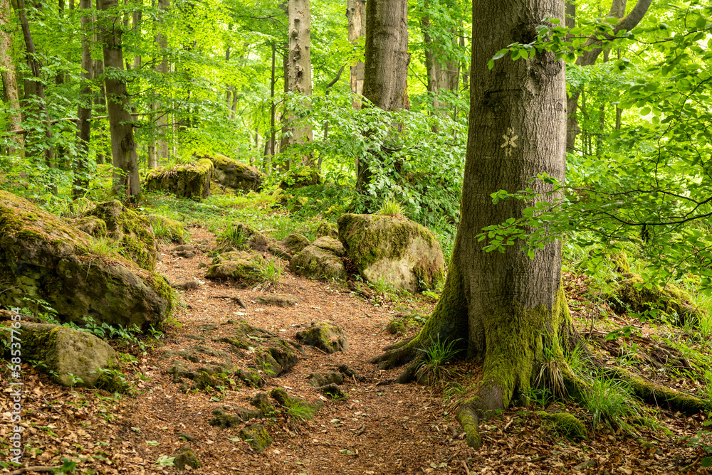 Moss-covered rocks and huge old beech trees line the Moss-covered rocks and huge old beech trees line the