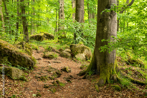 Moss-covered rocks and huge old beech trees line the "Ith-Hils-Weg" hiking trail in a springtime forest on the Ith ridge, Weserbergland, Germany
