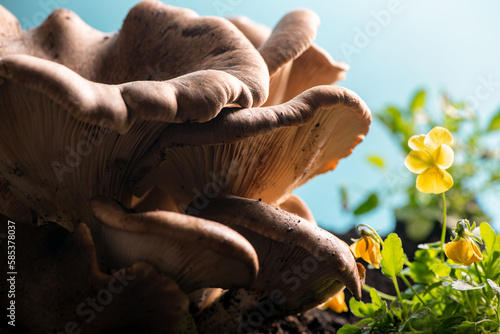 Bottom view of big white mushrooms