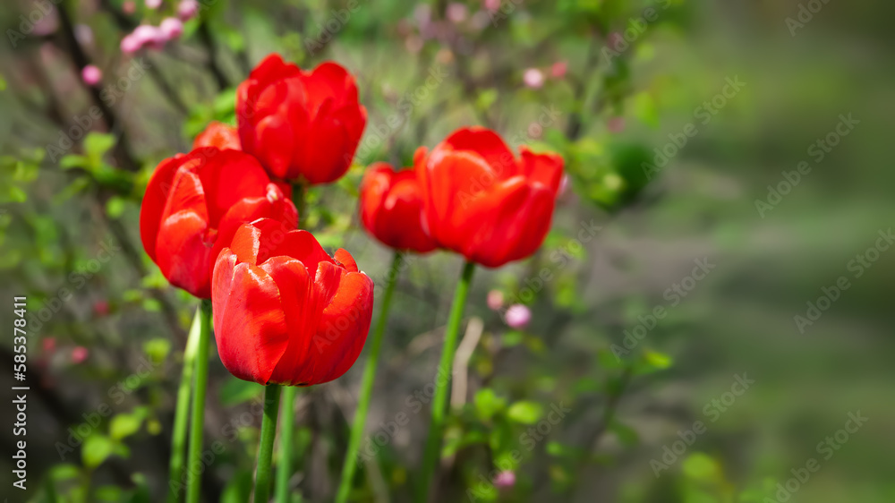 Red tulips. Group of red tulips. Garden plants. Selective focus Red tulips. Group of red tulips. Garden plants. Selective focus
