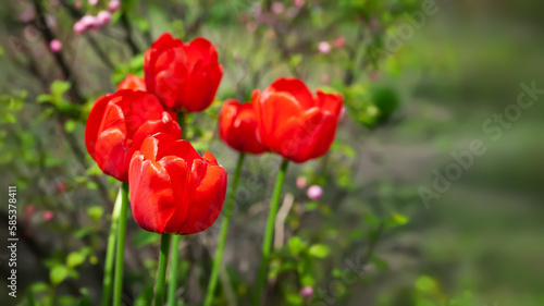 Red tulips. Group of red tulips. Garden plants. Selective focus © Alex Puhovoy