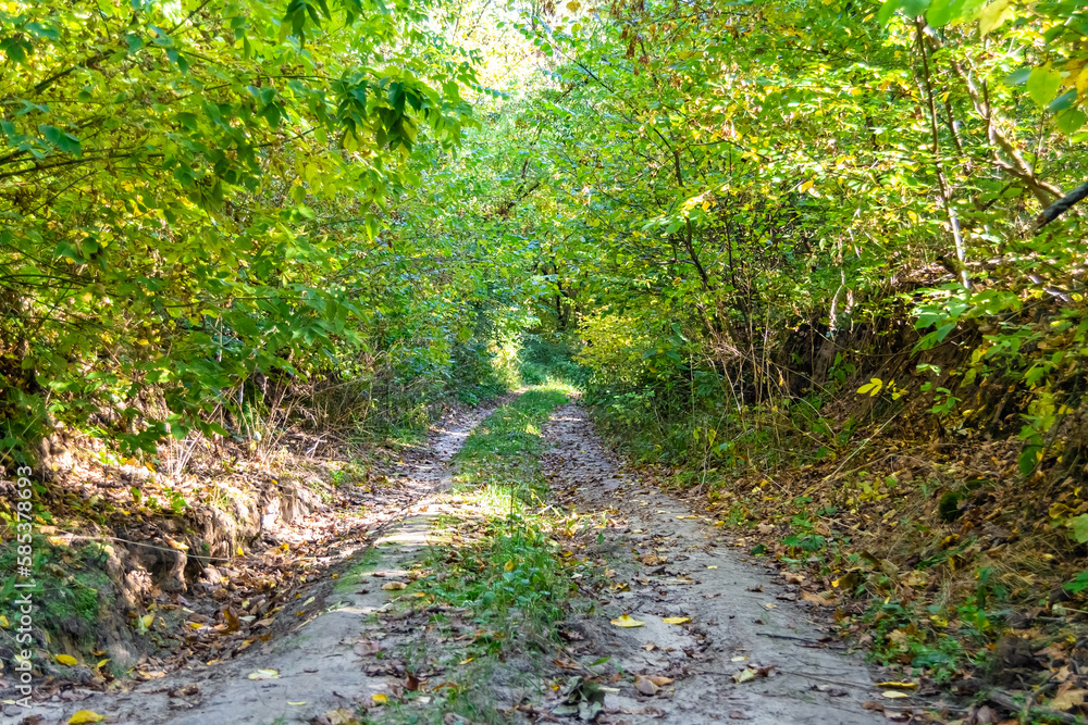 Photography on theme beautiful footpath in wild foliage woodland Photography on theme beautiful footpath in wild foliage woodland