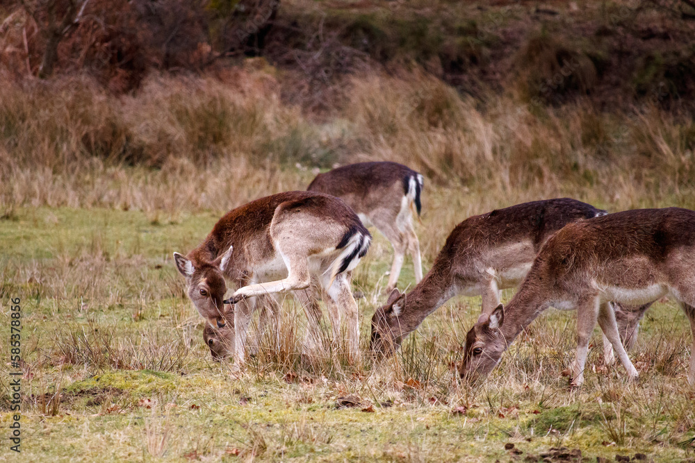 Fallow Deer Grazing in the New Forest Fallow Deer Grazing in the New Forest