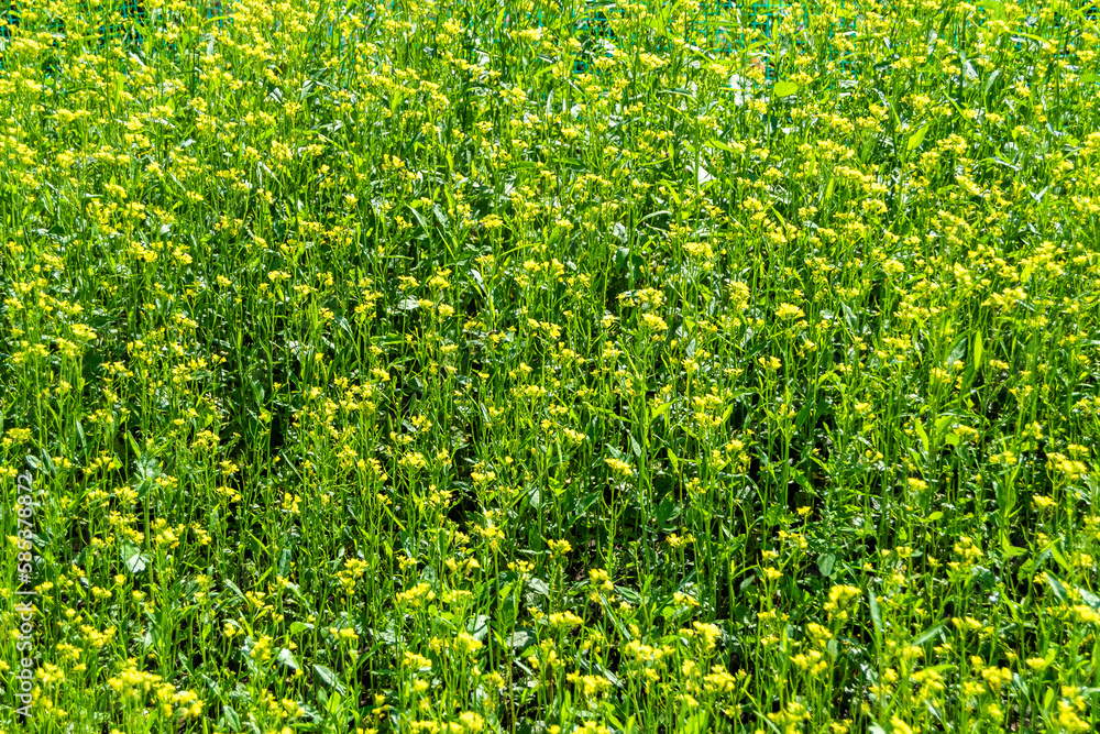 Photography on theme fine wild growing flower mustard on background meadow Photography on theme fine wild growing flower mustard on background meadow