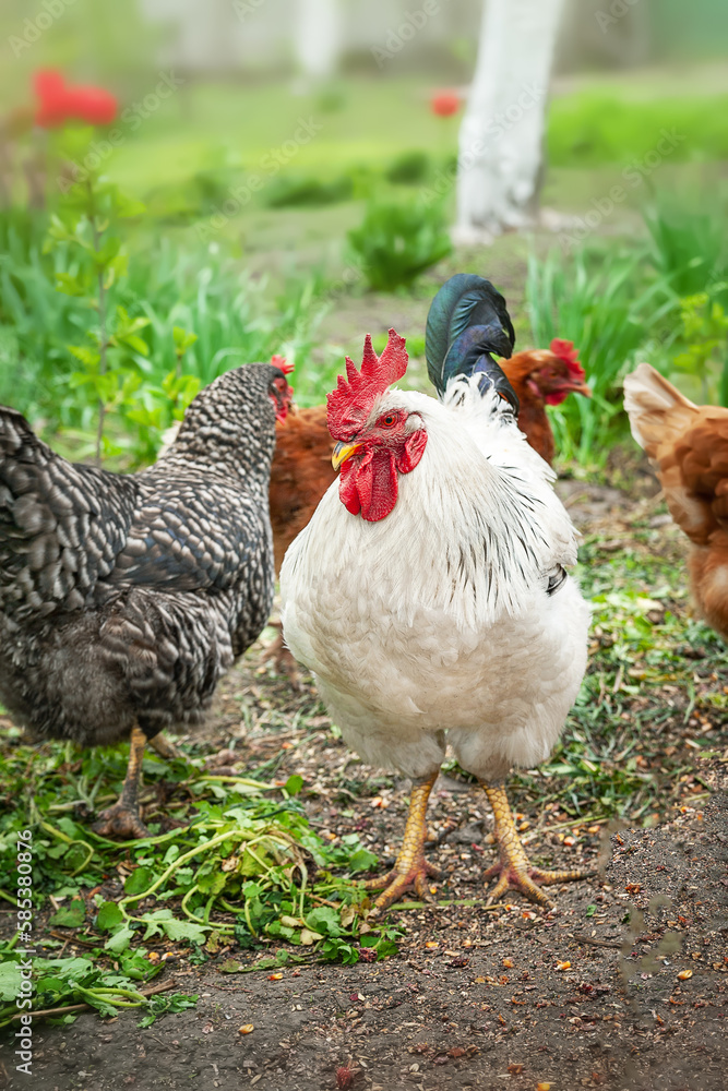 Fototapeta premium White cock. Rooster grazes freely among the flowers close-up