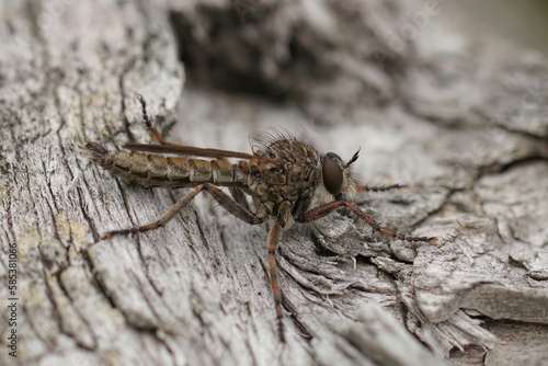 Closeup of the hairy Brown heath rob rfly , Tolmerus cingulatus, sitting on dry wood