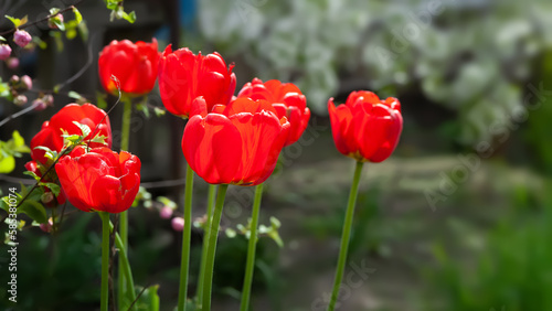 Red tulips. Tulips close up. Spring garden plants. Selective focus