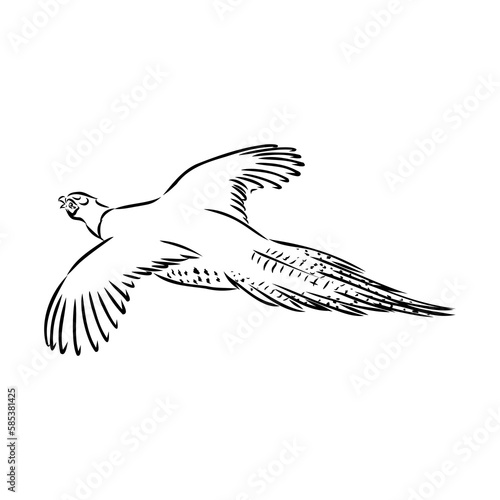 Hand drawn of an pheasant, sketch. Vector illustration isolated on a white background.