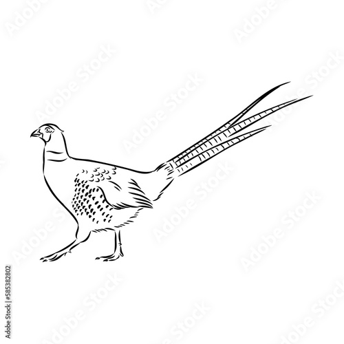 Hand drawn of an pheasant, sketch. Vector illustration isolated on a white background.