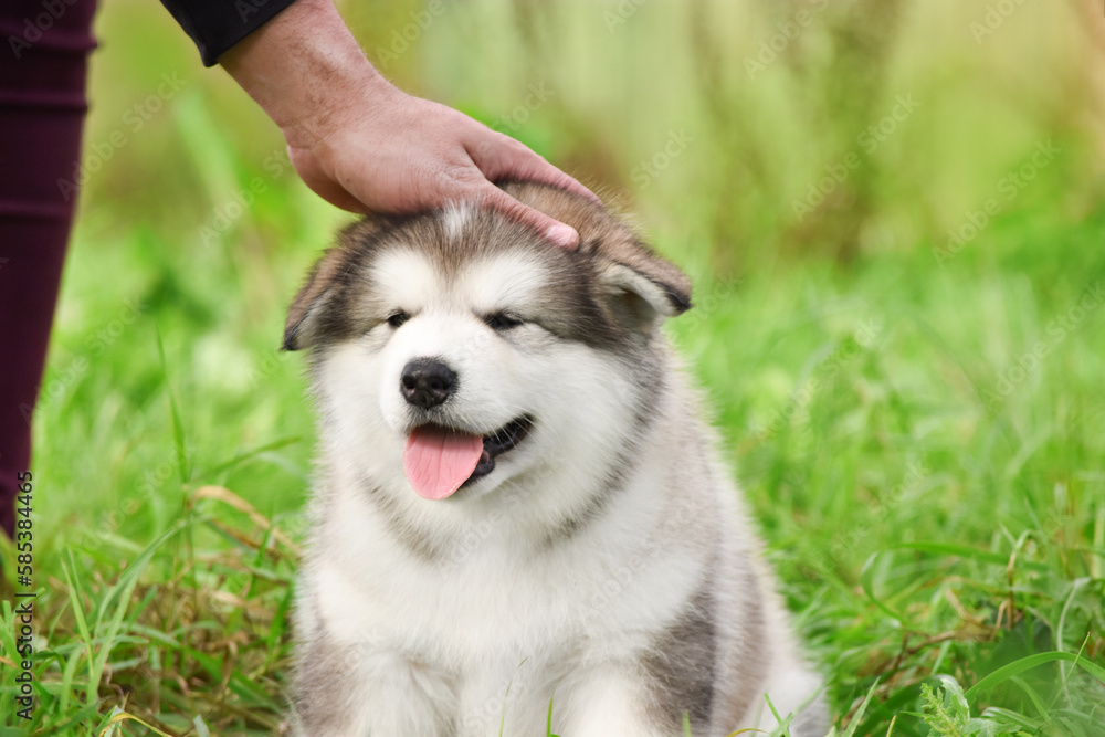Man hugging siberian husky puppy in spring on green grass Man hugging siberian husky puppy in spring on green grass