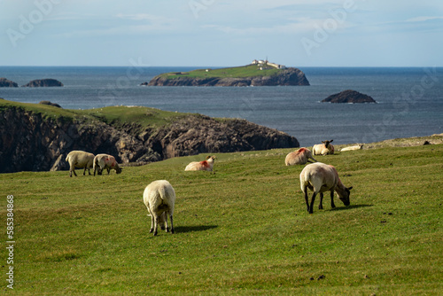 Sheep grazing on the cliffs at Erris Head, Mullet Peninsula, County Mayo, Ireland photo