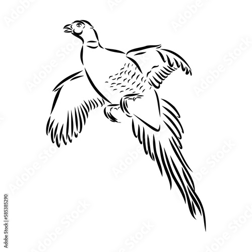 Hand drawn of an pheasant, sketch. Vector illustration isolated on a white background.