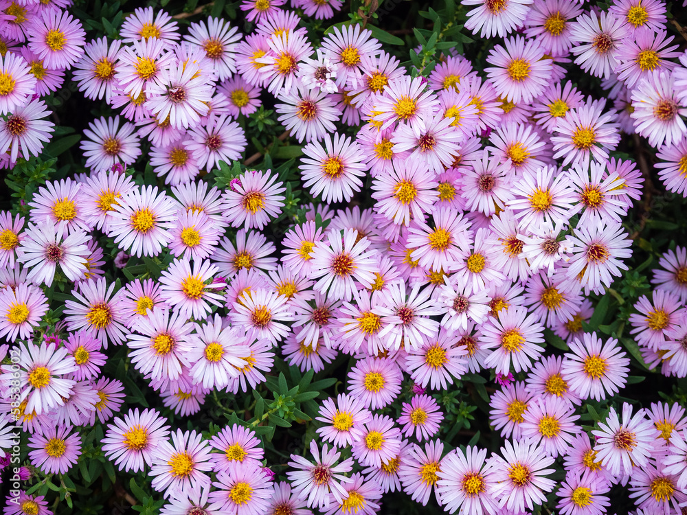 many asters small-flowered perennials in the garden close-up many asters small-flowered perennials in the garden close-up