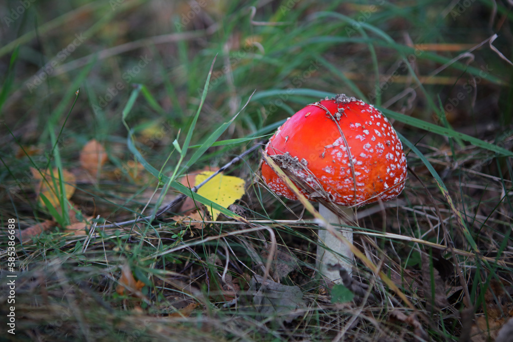 Fly agaric - Amanita muscaria, red mushroom, Poland Fly agaric - Amanita muscaria, red mushroom, Poland