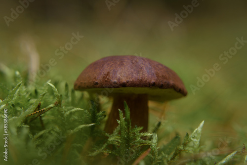 EDIBLE MUSHROOM - Beautiful fruit in a forest glade 