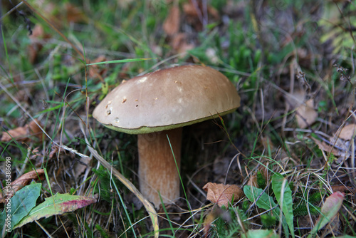 Cep mushroom in the forest, Bieszczady Mountains, Poland