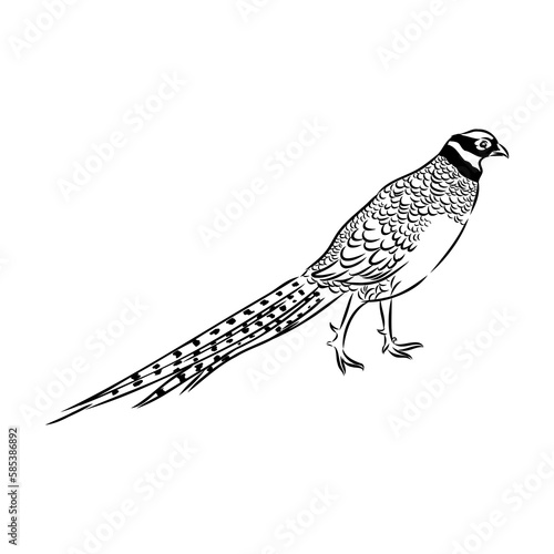 Hand drawn of an pheasant, sketch. Vector illustration isolated on a white background.
