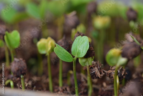 Growth of sprouts from germination of Coccoloba uvifera seeds