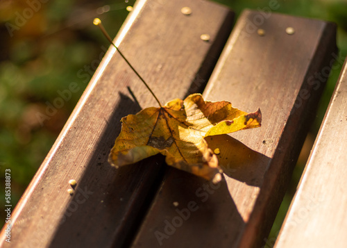 pożółkły liść na ławce w parku w promieniach słońca