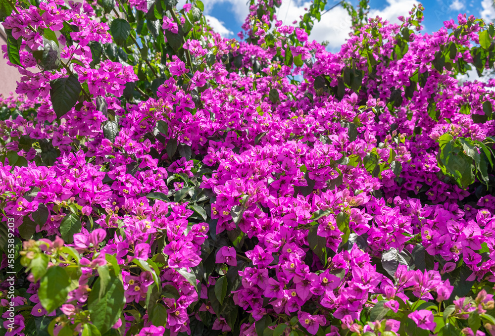 Paperflower, beautiful bougainvillea glabra, purple lesser bougainvillea tree flowers. Spring happiness concept, blue sky background Paperflower, beautiful bougainvillea glabra, purple lesser bougainvillea tree flowers. Spring happiness concept, blue sky background
