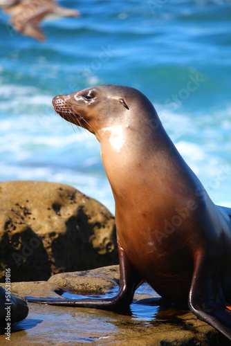 Robben und Seel  we in San Diego am Pazifik  Kalifornien  California   USA  Amerika