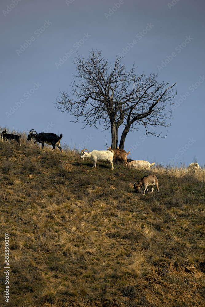 Fototapeta premium goats graze on the hill