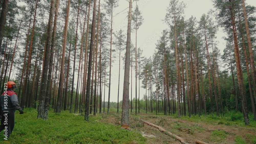 Lumberjack cuts down a tree. Lumberjack using chainsaw to cut down a large old growth tree in the forest. Lumberjack cuts down a tree. Lumberjack using chainsaw to cut down a large old growth tree in the forest.