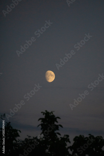 full moon over the forest
