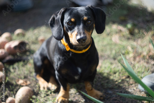 Dachshund looks at the photographer