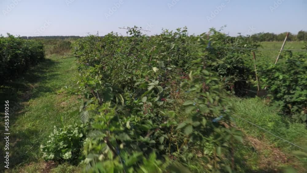 ripe blackberry..blackberry plantation, raspberries on a branch with leaves ripe blackberry..blackberry plantation, raspberries on a branch with leaves
