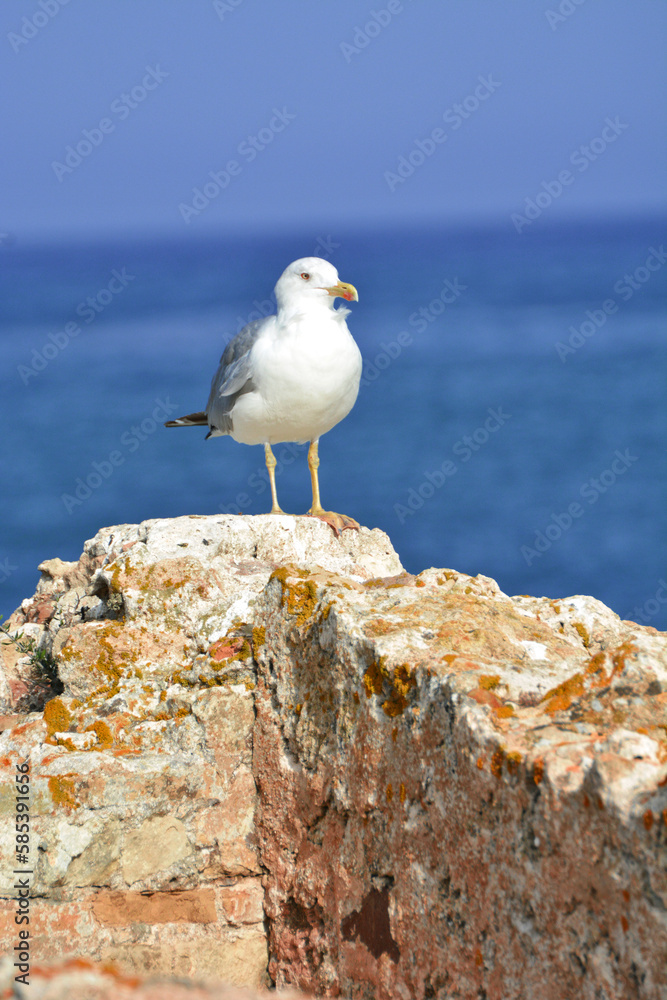 A seagull on a wall in front of the ocean on Sardinia, Italy A seagull on a wall in front of the ocean on Sardinia, Italy