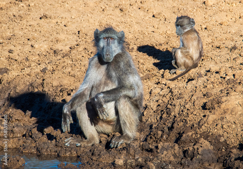 A close bond. An adult male and juvenile chacma baboon relaxing near Stofdam hide pan, Mokala National Park. Notice the wear on the male's hands and elbows. photo