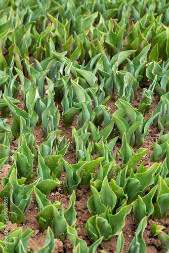 Tulips. Freshly sprouted tulips planted in a garden bed. Spring flowers. Tulips background.