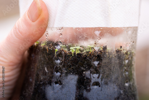Winter sowing. Checking on little snapdragon seedlings in a plastic bottle, that germinated after stratification outdoors during winter.