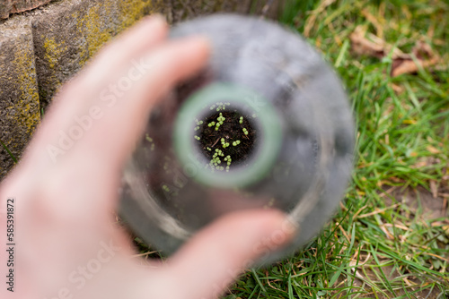 Winter sowing. Checking on little snapdragon seedlings in a plastic bottle, that germinated after stratification outdoors during winter.