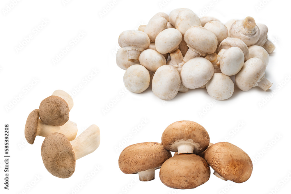 Eringi mushrooms isolated on white  background.