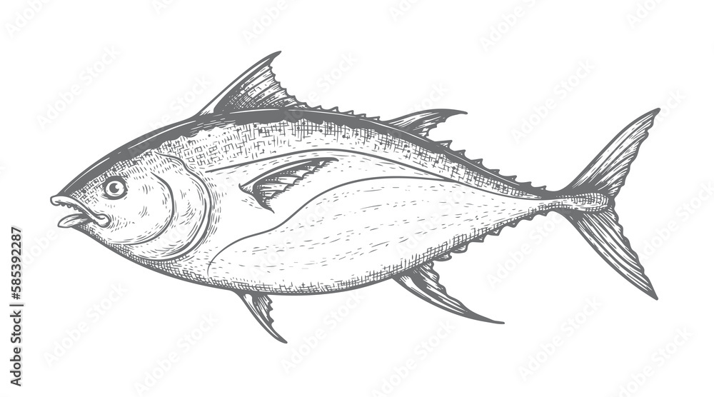 Hand drawn sketch style skipjack tuna. Best for fish markets, fish restaurant designs. Vector illustration isolated on white background.