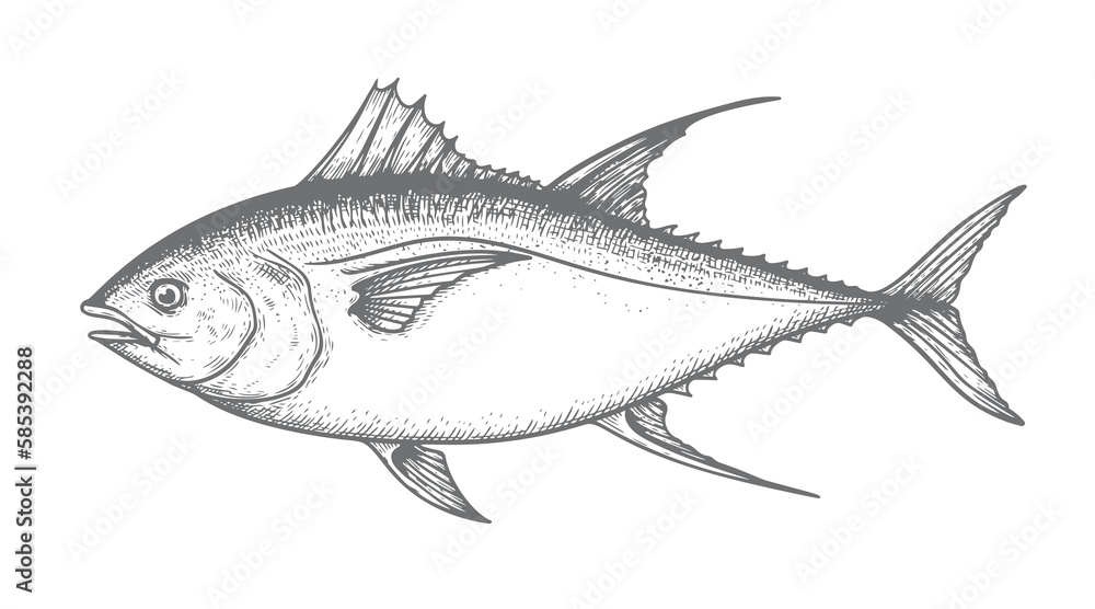 Hand drawn sketch style bluefin tuna. Best for fish markets, fish restaurant designs. Vector illustration isolated on white background. Hand drawn sketch style bluefin tuna. Best for fish markets, fish restaurant designs. Vector illustration isolated on white background.