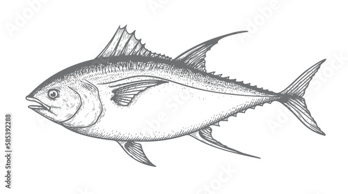 Hand drawn sketch style bluefin tuna. Best for fish markets, fish restaurant designs. Vector illustration isolated on white background.