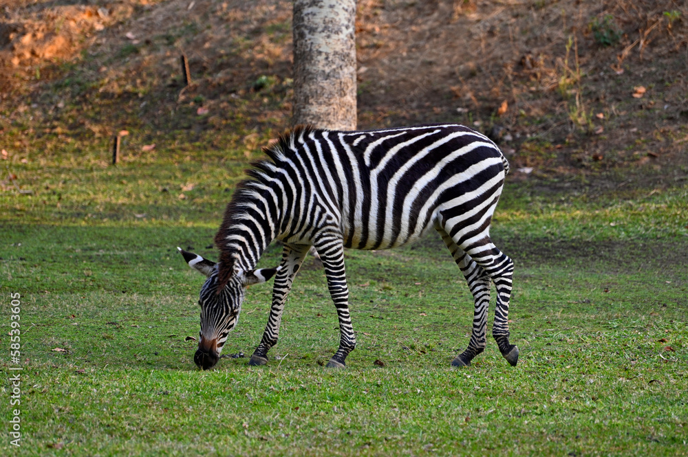 Naklejka premium A grazing Zebra at Pazuri Outdoor Park, close by Lusaka in Zambia